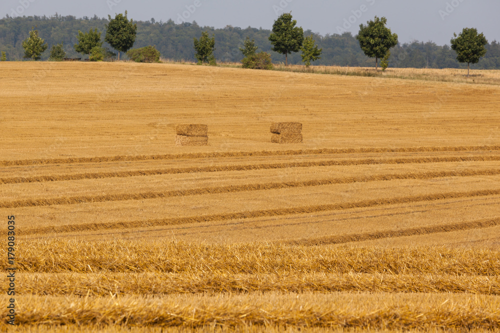 Getreidefeld mit Strohballen