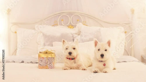 Two adorable dogs received a Christmas gift photo