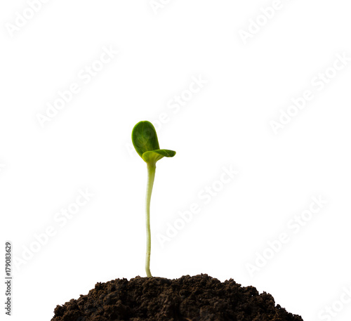 Green sprout grows from the soil isolated on white background