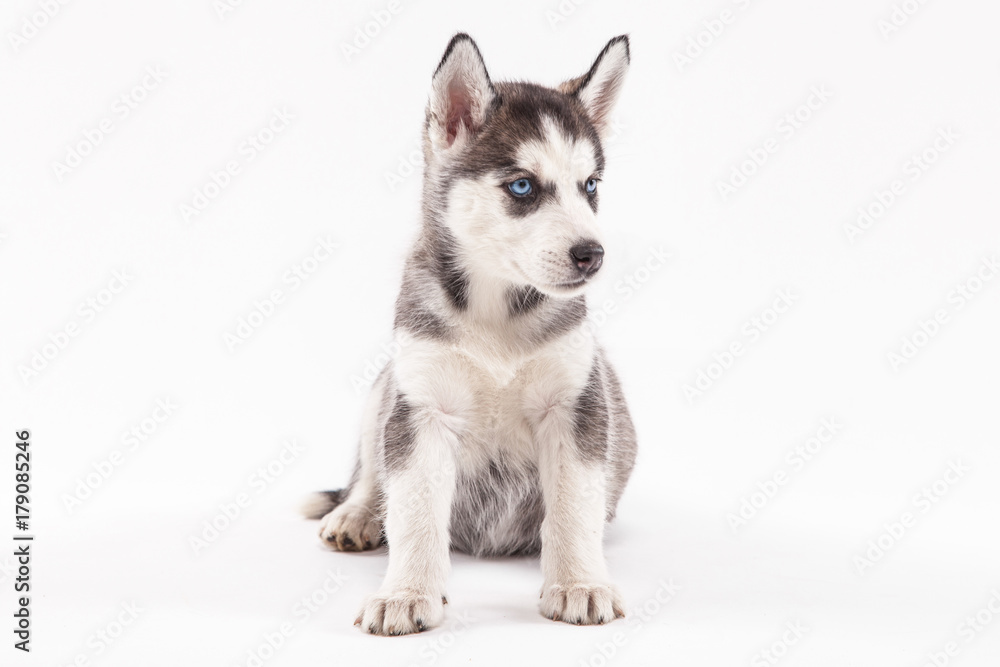Husky puppy on a white background