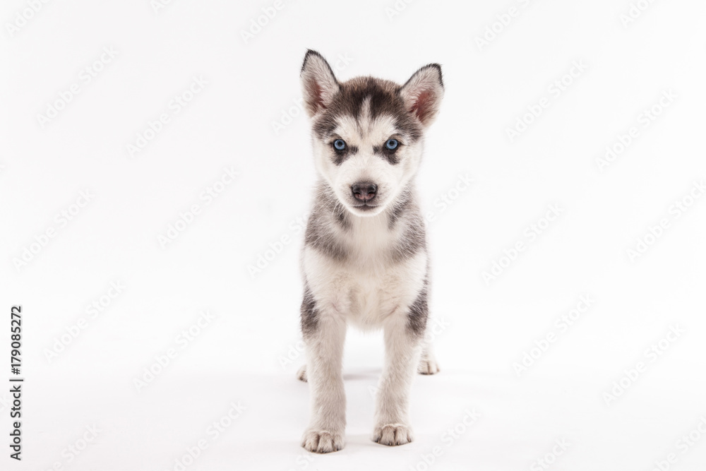 Husky puppy on a white background Husky puppy on a white background