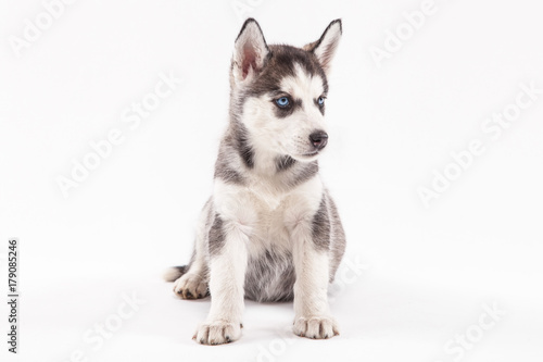 Husky puppy on a white background