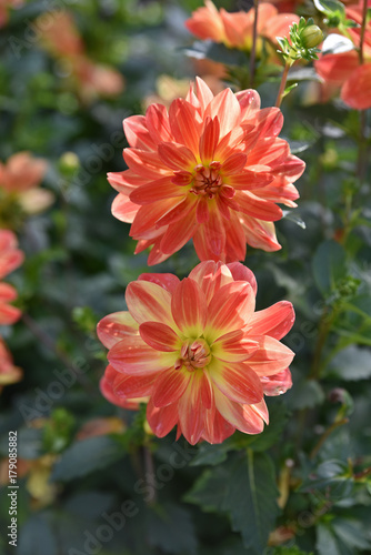Fototapeta Naklejka Na Ścianę i Meble -  Dahlia rouge et jaune au jardin en été