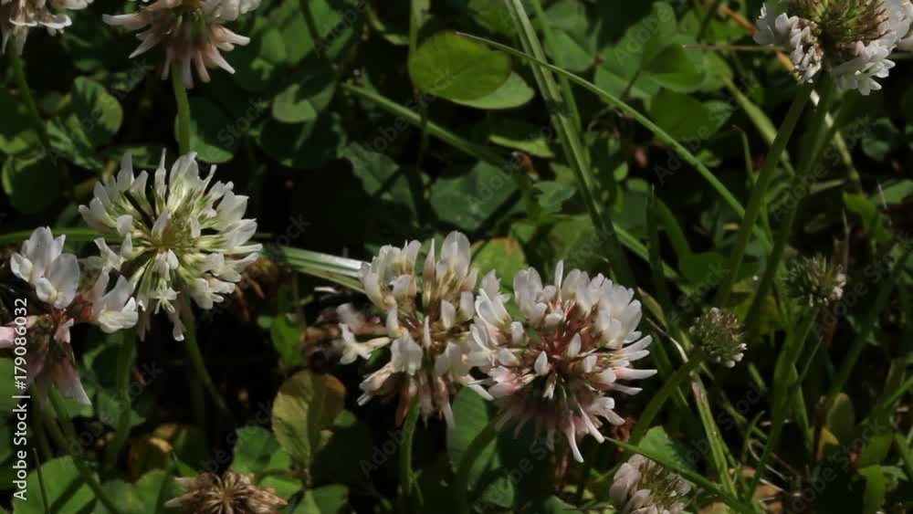 The bee collects nectar from the lucerne flower.
The bee collects nectar from the lucerne flower.