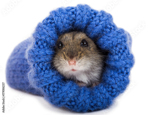 little gray hamster sitting in knitted sock