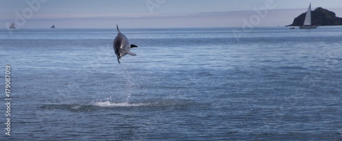 Bay of Islands Paihia New Zealand. Dolphin photo