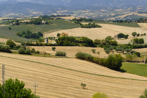 Summer landscape in Marches  Italy  near Ostra