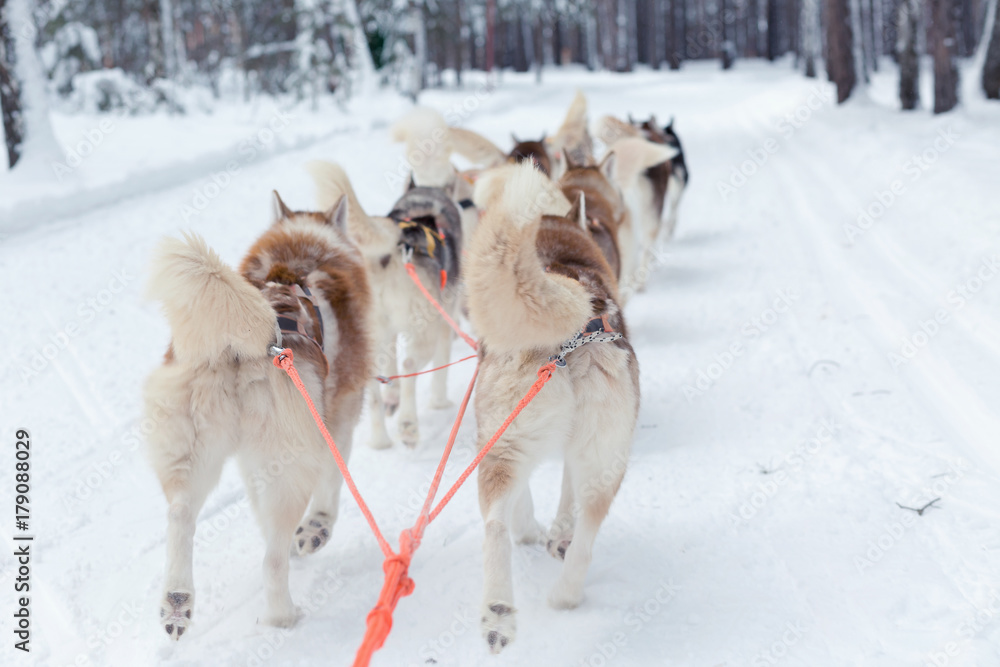 Naklejka premium Husky sledge ride in winter forest landscape