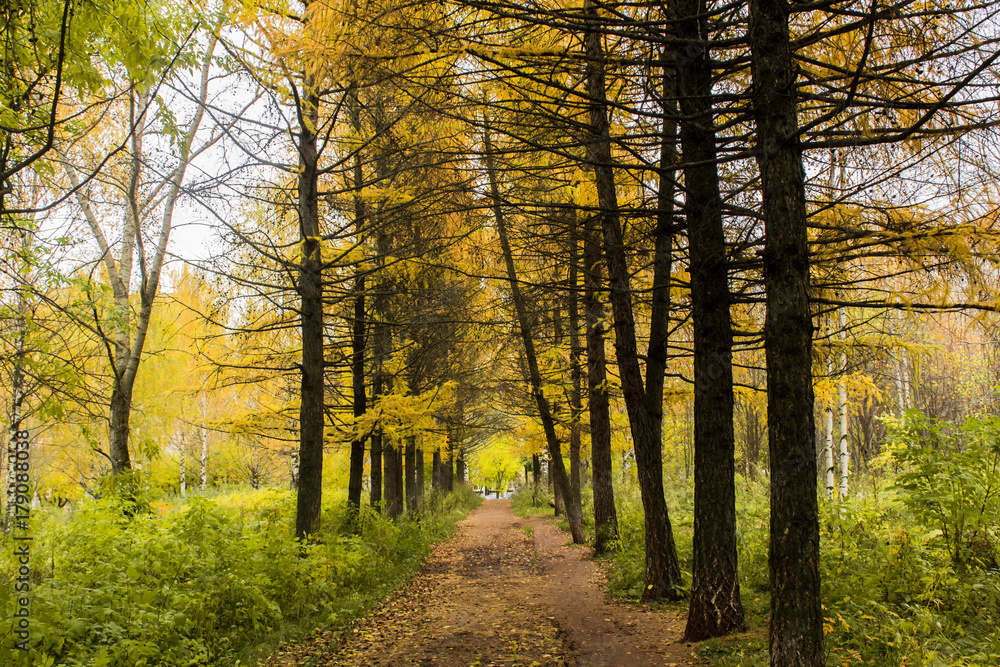 Fototapeta premium Autumn park