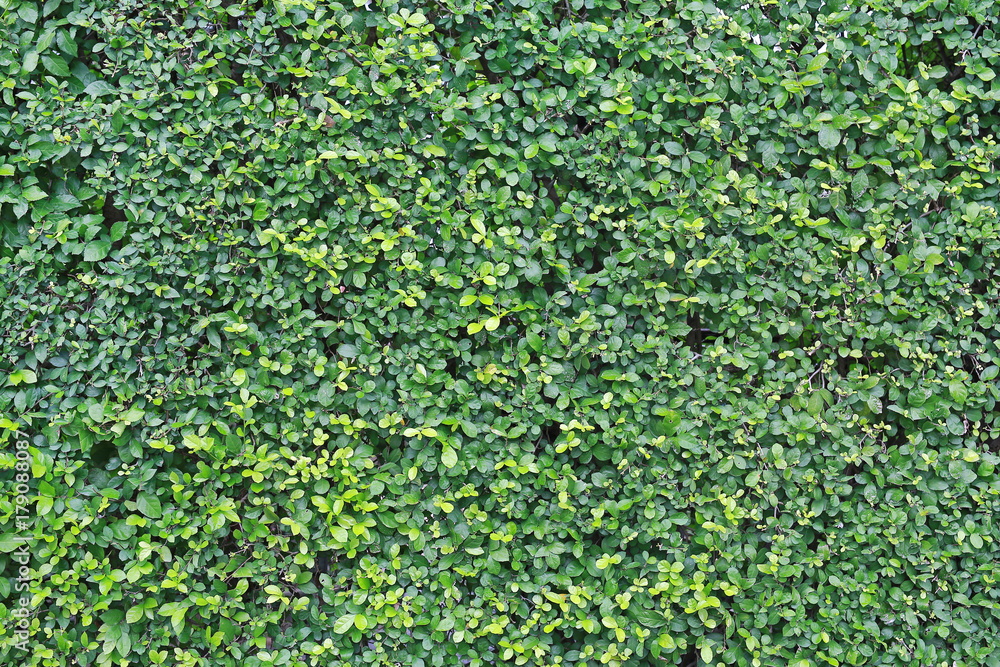 Green leaves wall background. Green leaves wall background.