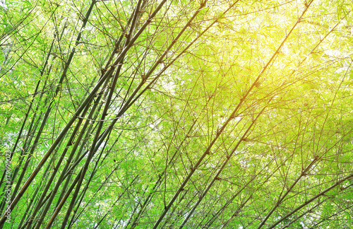 Asian Bamboo forest with rays of sunlight.
