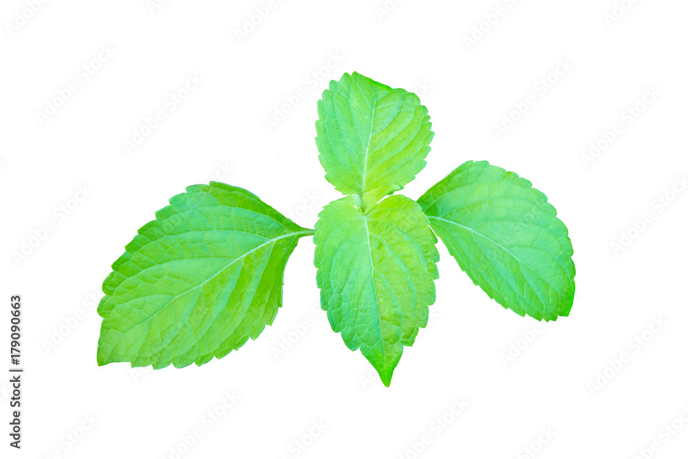 mint leaves isolated on white background,cliping path. mint leaves isolated on white background,cliping path.