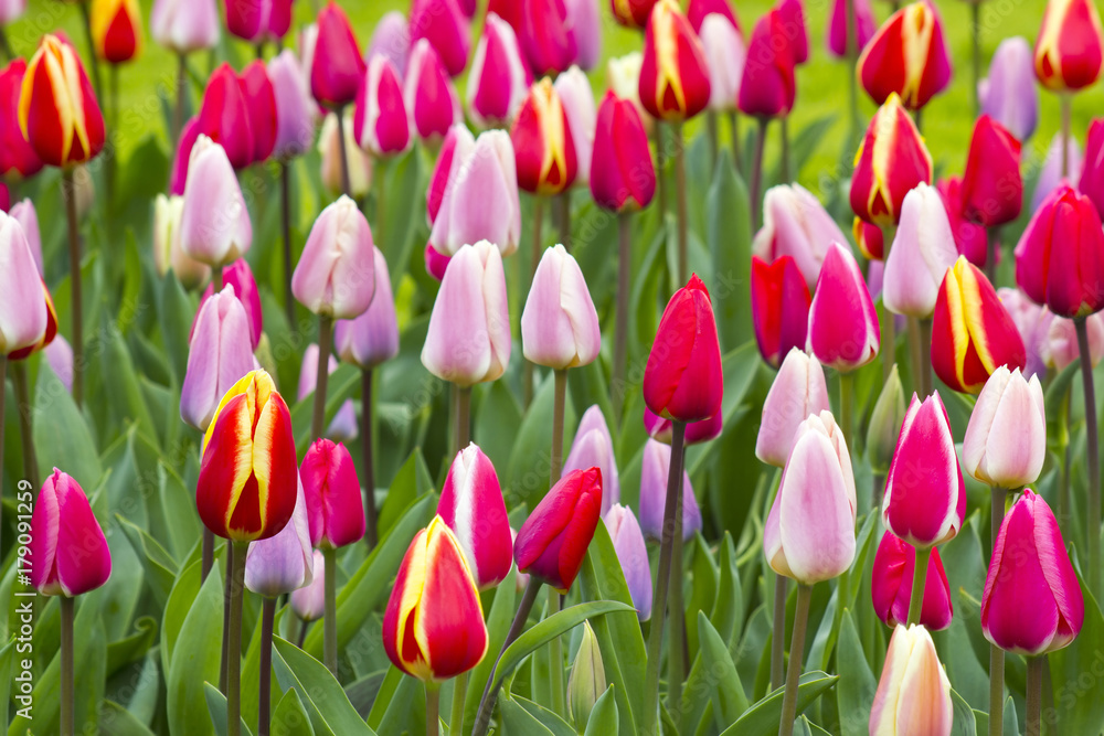 tulips in Keukenhof, Netherlands tulips in Keukenhof, Netherlands