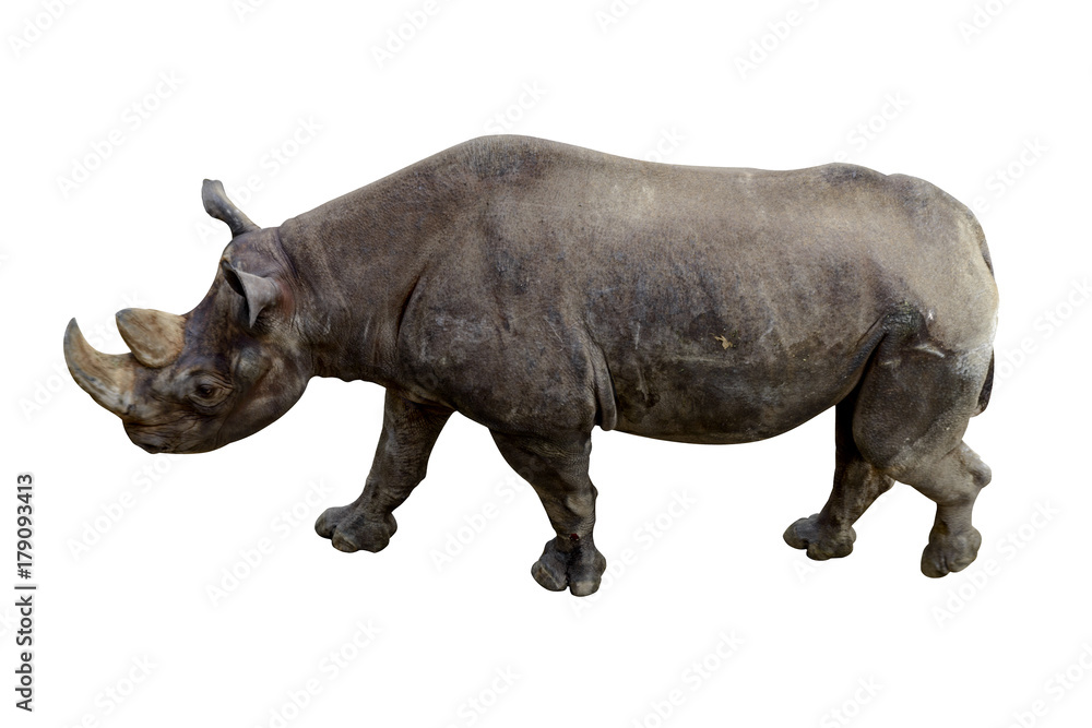 Animal rhino with a large tusk isolated on a white background Animal rhino with a large tusk isolated on a white background