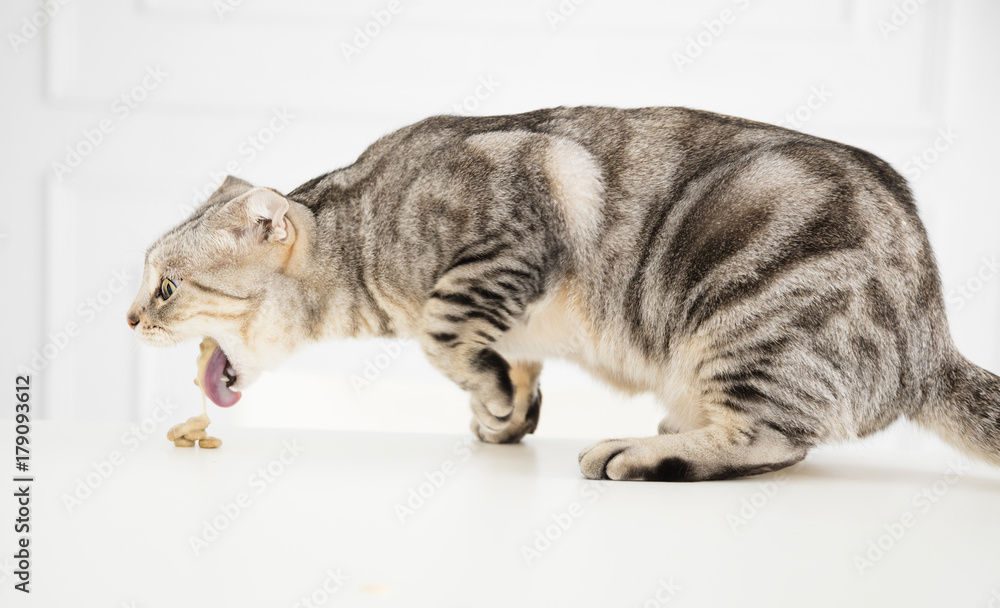 Obraz premium chory kot wymiotuje jedzenie