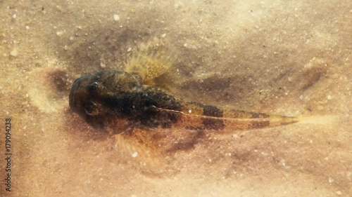 European bullhead fish (Cottus gobio). A freshwater fish from above camouflaged against sand at bottom of stream, showing pectoral fins