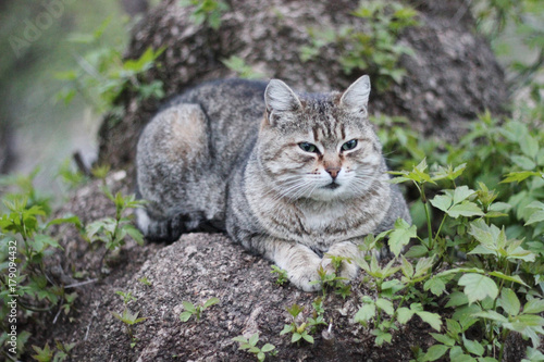 Wallpaper Mural Gray with strips cat sitting on the street in grass Torontodigital.ca