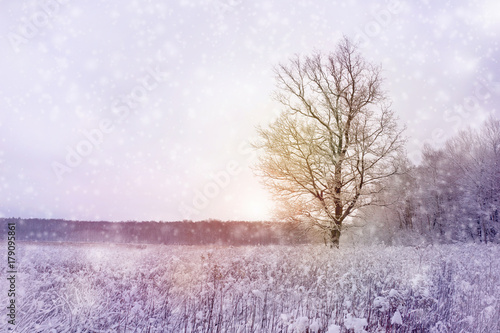 winter season forest landscape with falling snow and sun light