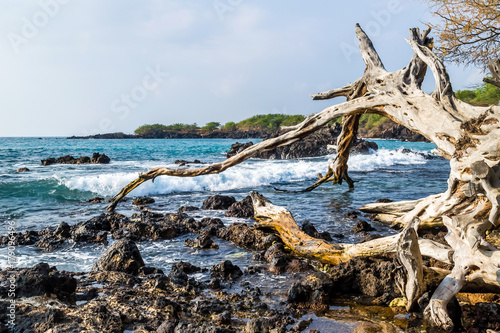 Dry trees on a sandy beach on the shores of Hawaiian Island