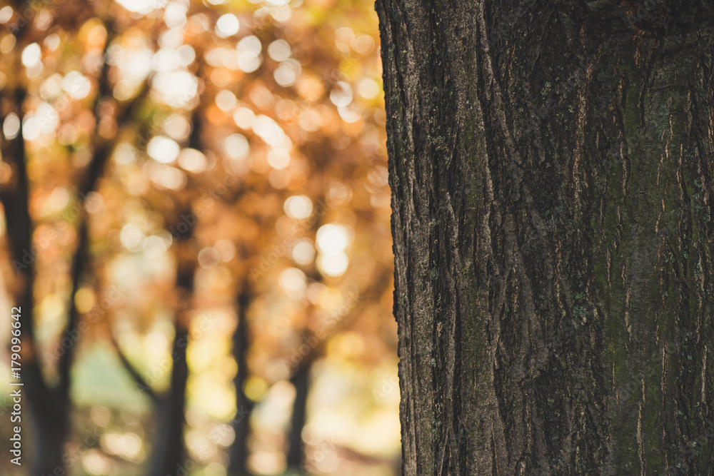 Obraz premium tree bark