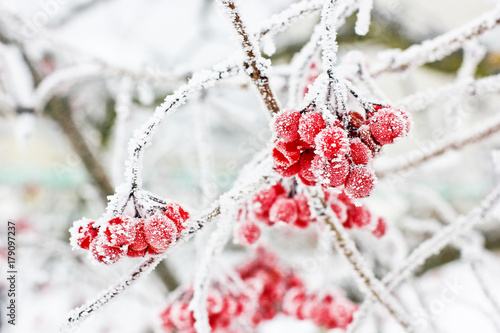 Winter Frozen Viburnum Under Snow. Viburnum In The Snow. First snow. Autumn and snow. Beautiful winter.