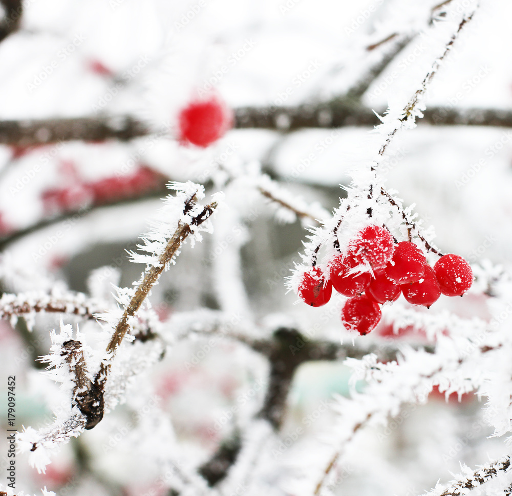 Winter Frozen Viburnum Under Snow. Viburnum In The Snow. First snow. Autumn and snow. Beautiful winter. Winter Frozen Viburnum Under Snow. Viburnum In The Snow. First snow. Autumn and snow. Beautiful winter.