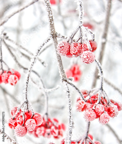 Winter Frozen Viburnum Under Snow. Viburnum In The Snow. First snow. Autumn and snow. Beautiful winter.