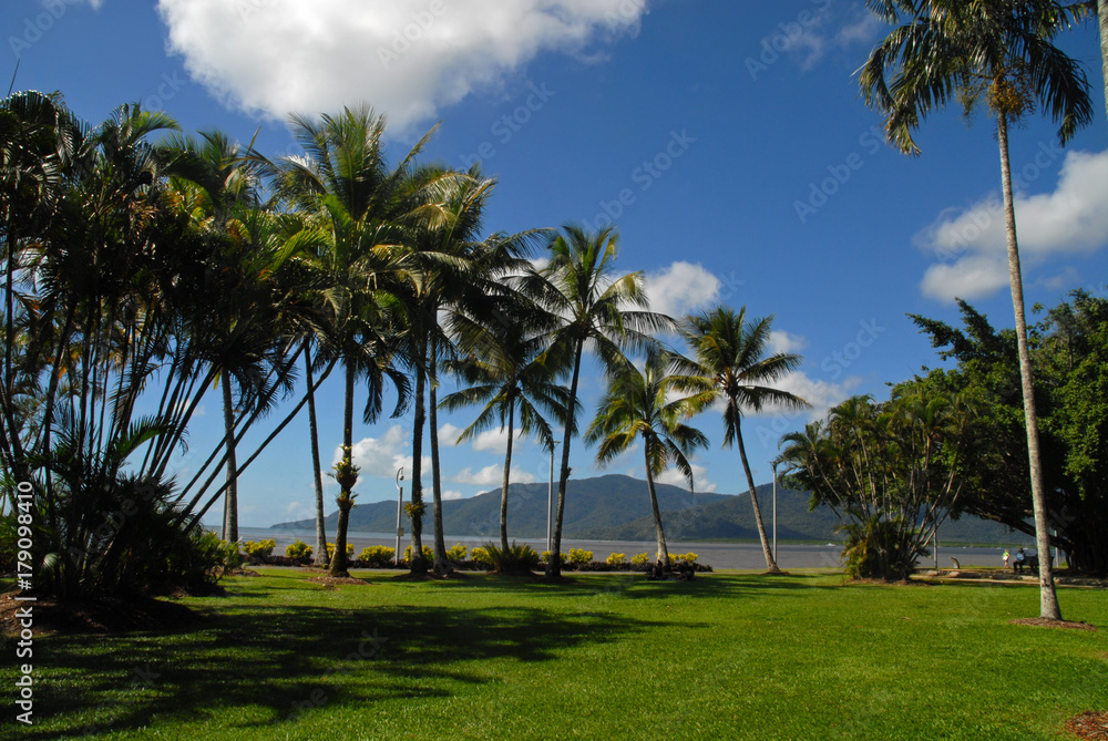 Palm trees in Cairns, Australia