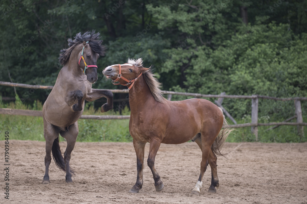 Obraz premium Two brown horses.