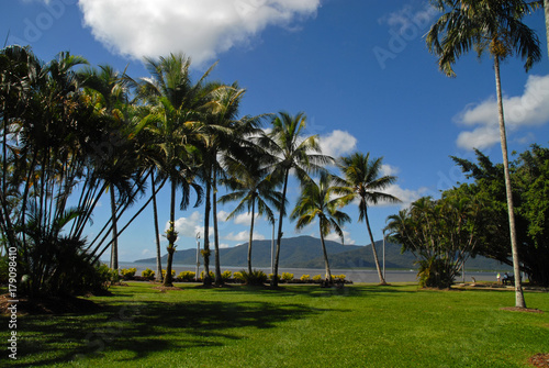 Palm trees in Cairns, Australia