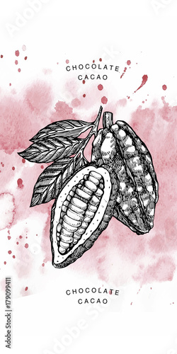 Chocolate Cocoa beans vector illustration. Engraved style illustration. Sketched hand drawn cacao beans, tree, leafs and branches.