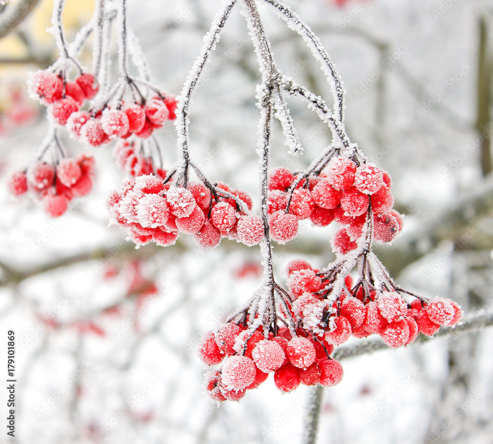 Winter Frozen Viburnum Under Snow. Viburnum In The Snow. First snow. Autumn and snow. Beautiful winter.