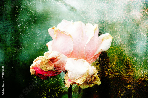 Biało-różowa róża na abstrakcyjnym tle