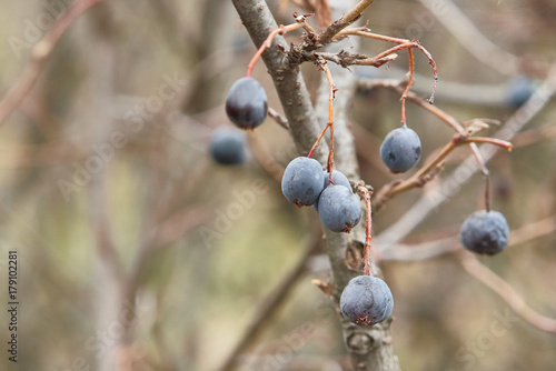berries on a bush autumn background