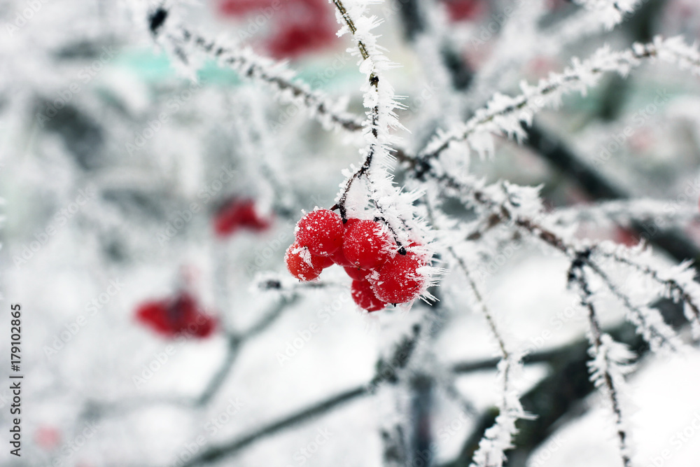 Winter Frozen Viburnum Under Snow. Viburnum In The Snow. First snow. Autumn and snow. Beautiful winter.