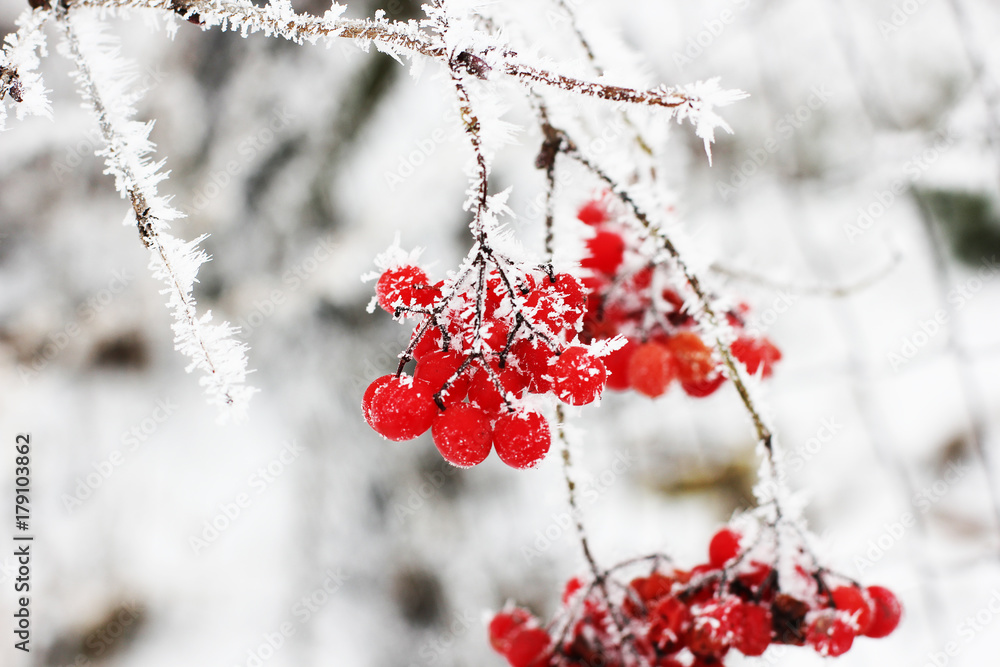 Winter Frozen Viburnum Under Snow. Viburnum In The Snow. First snow. Autumn and snow. Beautiful winter.