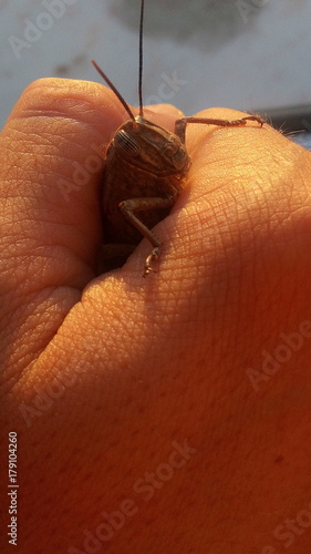 Wallpaper Mural Gafanhoto Torontodigital.ca