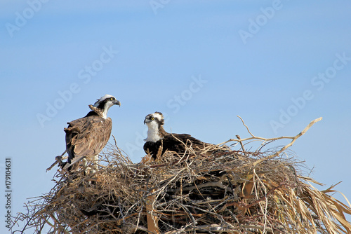 Osprey, Pandion haliaetus bird, Baja California Mexico America