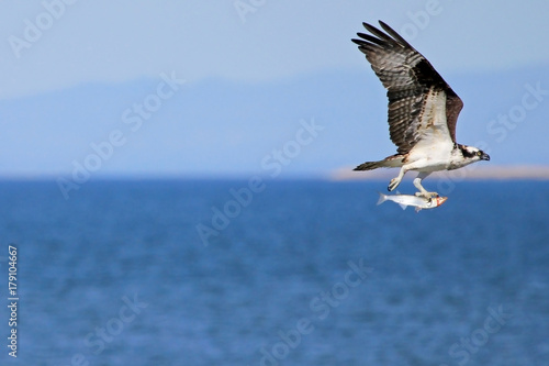 Osprey, Pandion haliaetus bird, Baja California Mexico America © reisegraf