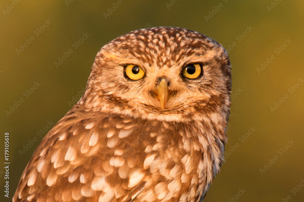 Obraz premium Cute owl, small bird with big eyes