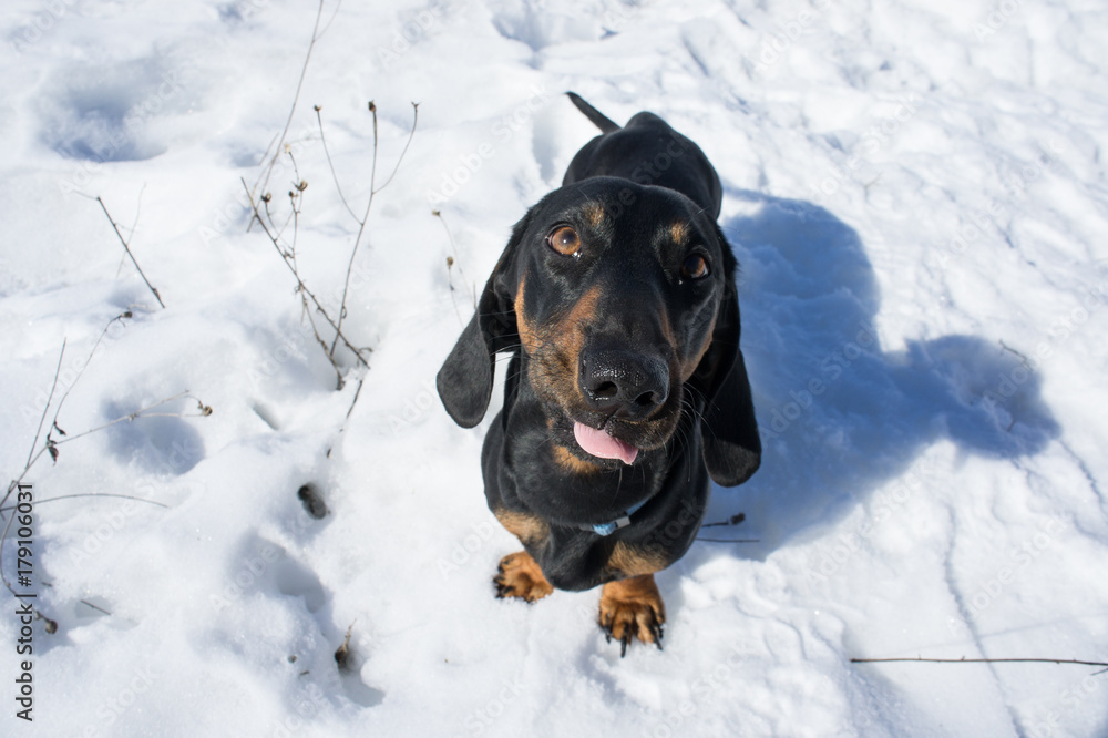 Black-tanted dachshund stands on the snow