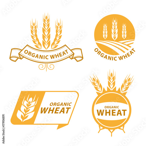 Paddy Wheat rice organic grain products food banner sign vector design
