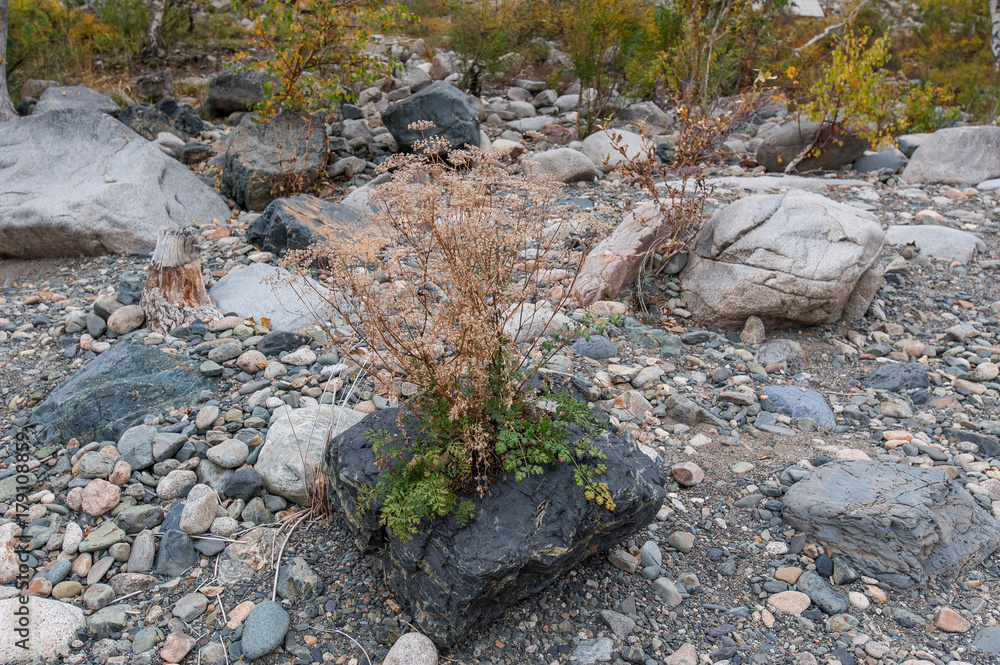 the Bush grows from the rocks on the shore of the turquoise river the Bush grows from the rocks on the shore of the turquoise river