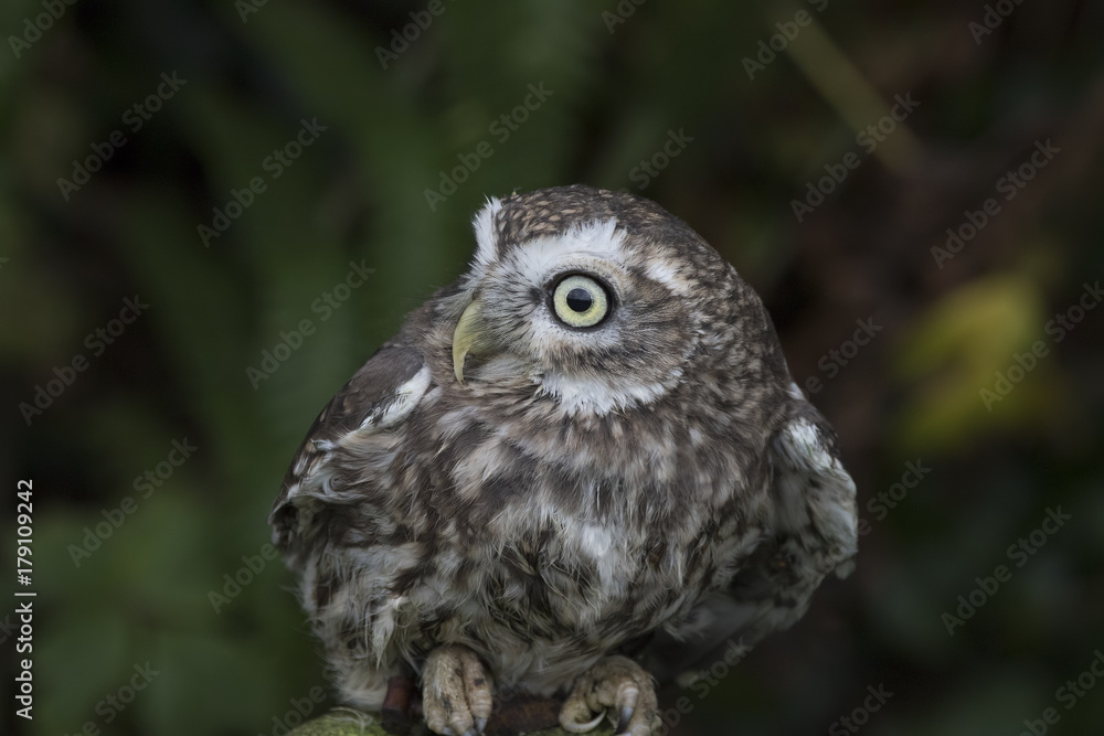 little owl close up portrait while perched little owl close up portrait while perched