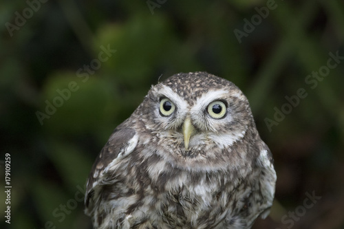 little owl close up portrait while perched