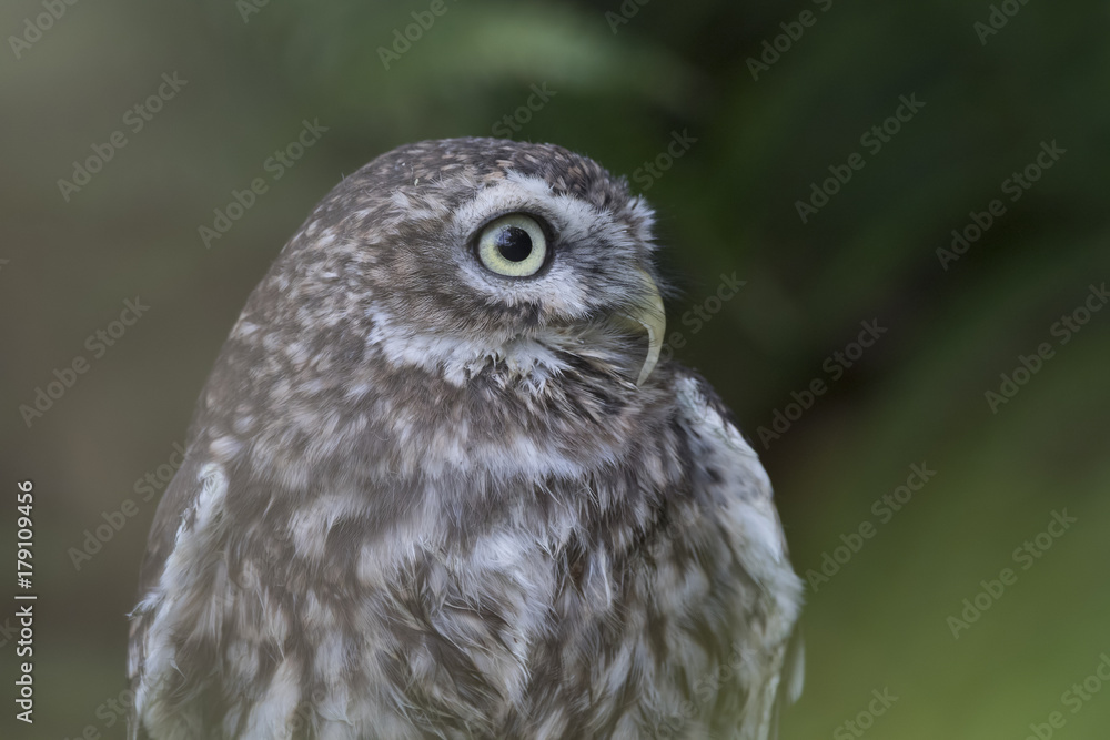 little owl close up portrait while perched little owl close up portrait while perched