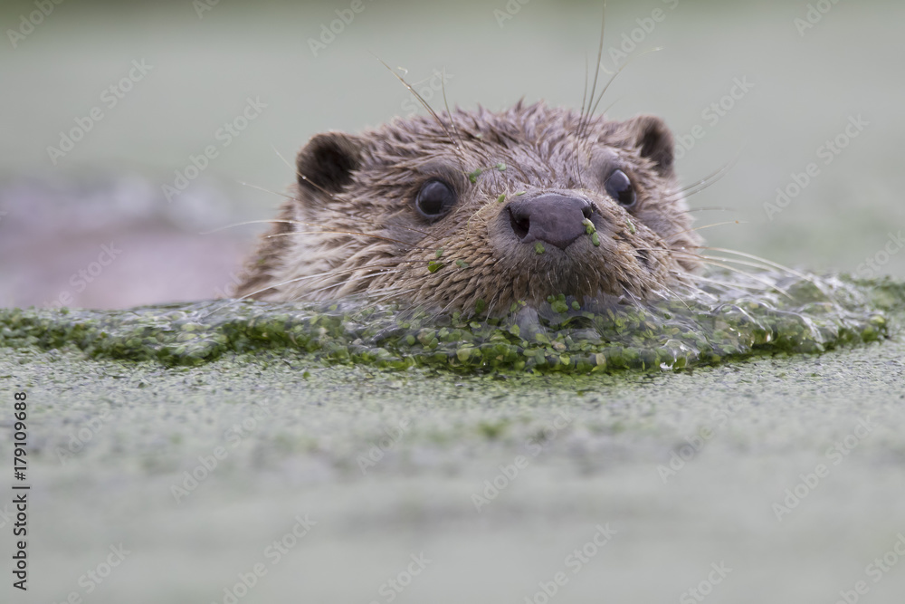 euroasian otter portrait while eating, swimming just above water