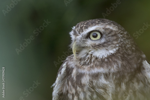 little owl close up portrait while perched