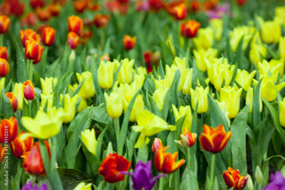 Obraz premium Tulip.