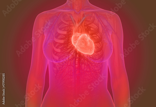3d illustration of the female human heart anatomy